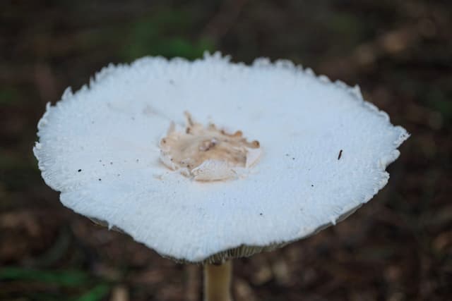Mushroom