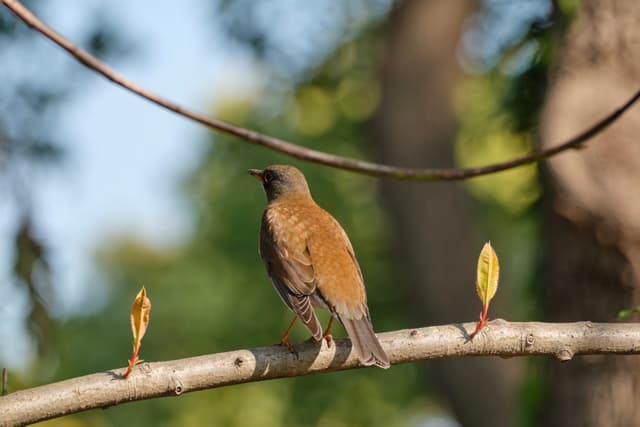 Bird