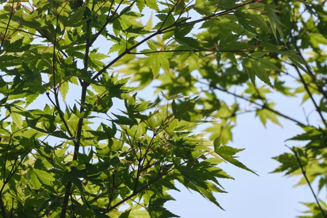 Close-up of green Japanese maple leaves backlit by sunlight against a pale blue sky