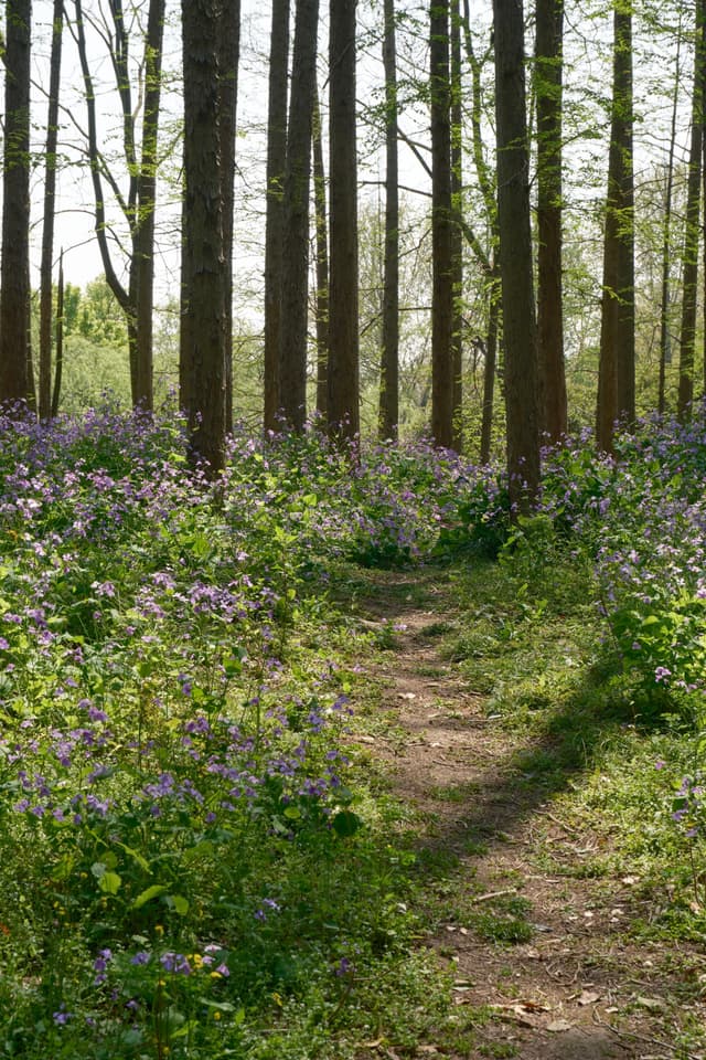 Dirt path through sunlit forest, purple wildflowers, tall tree trunks