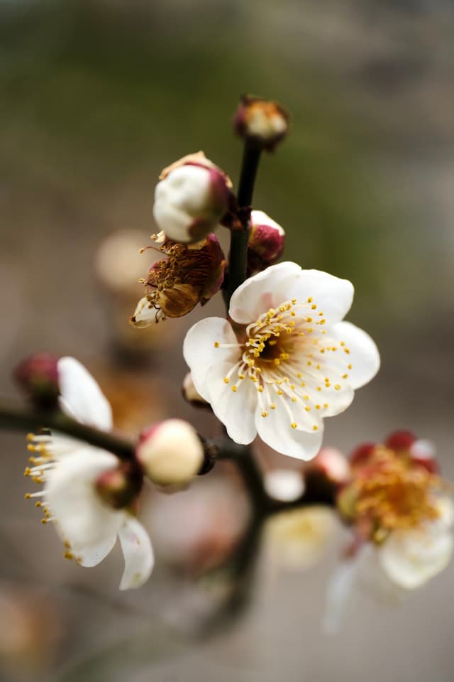 Close-up of white plum blossoms and buds on dark brown branches against a blurred neutral background